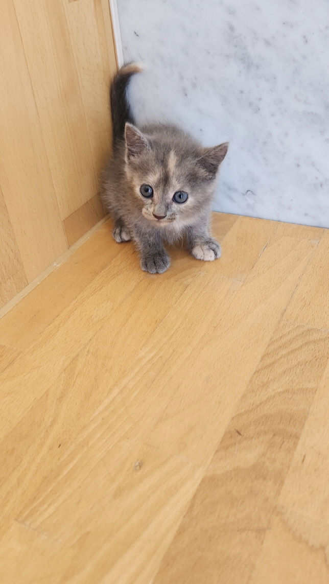 익산유기동물보호소_445468202301535