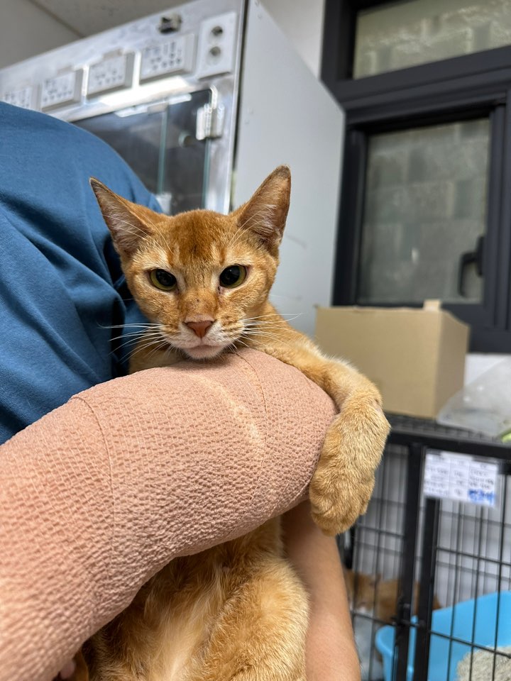 반려동물보호센터_443571202301872