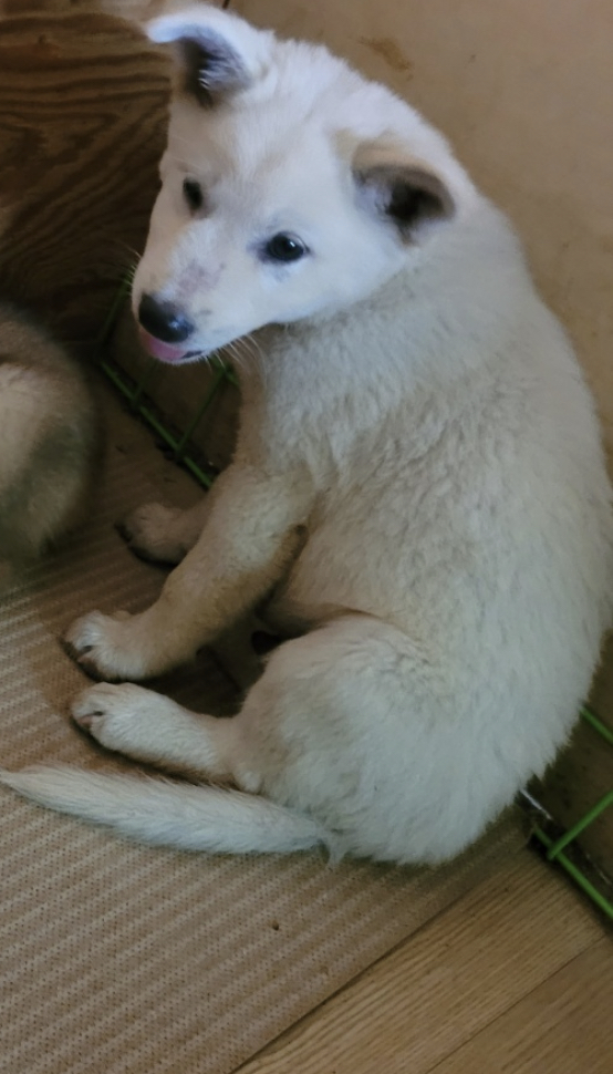 청도군동물보호소_447519202300197