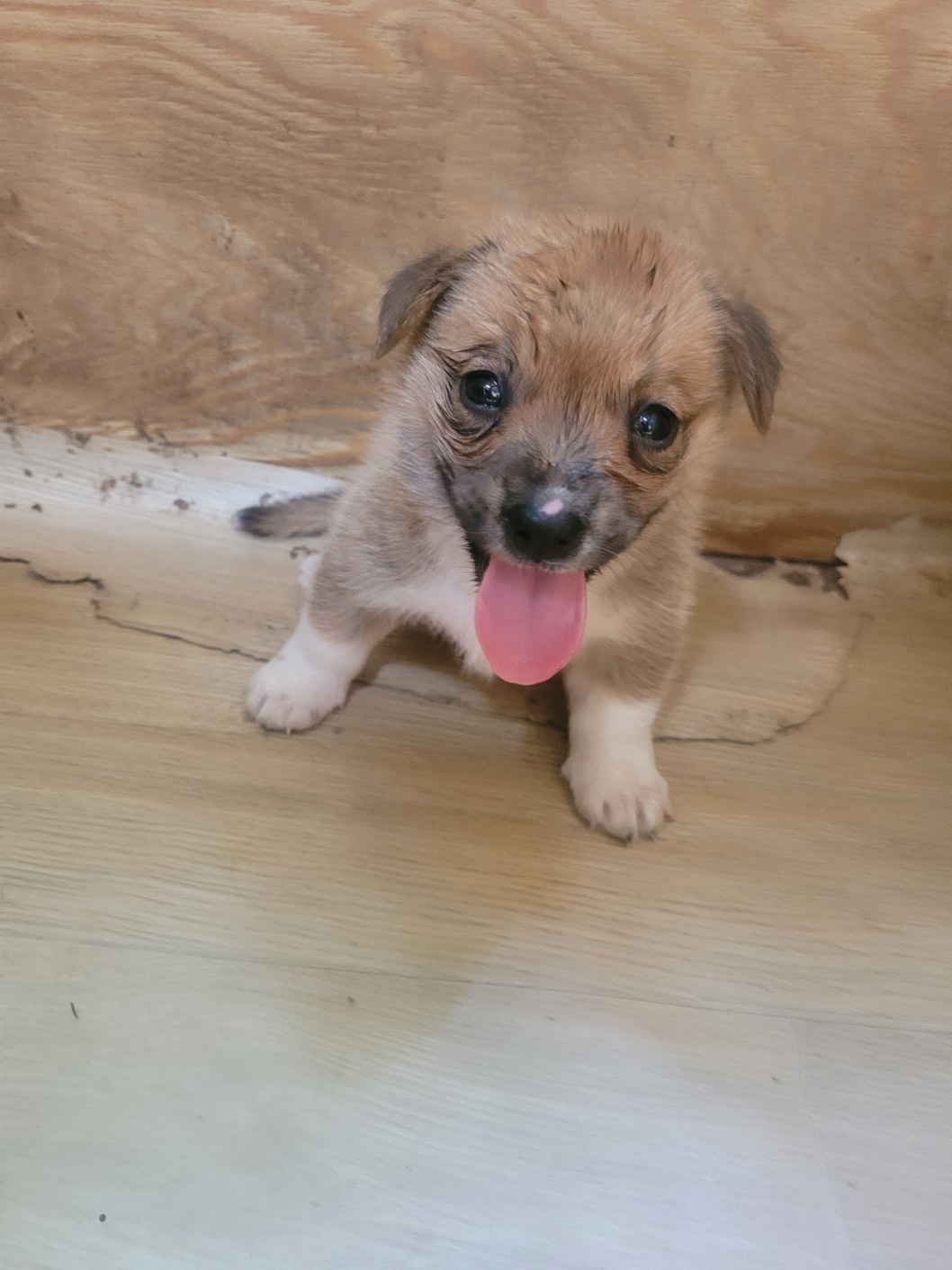 청도군동물보호소_447519202300203