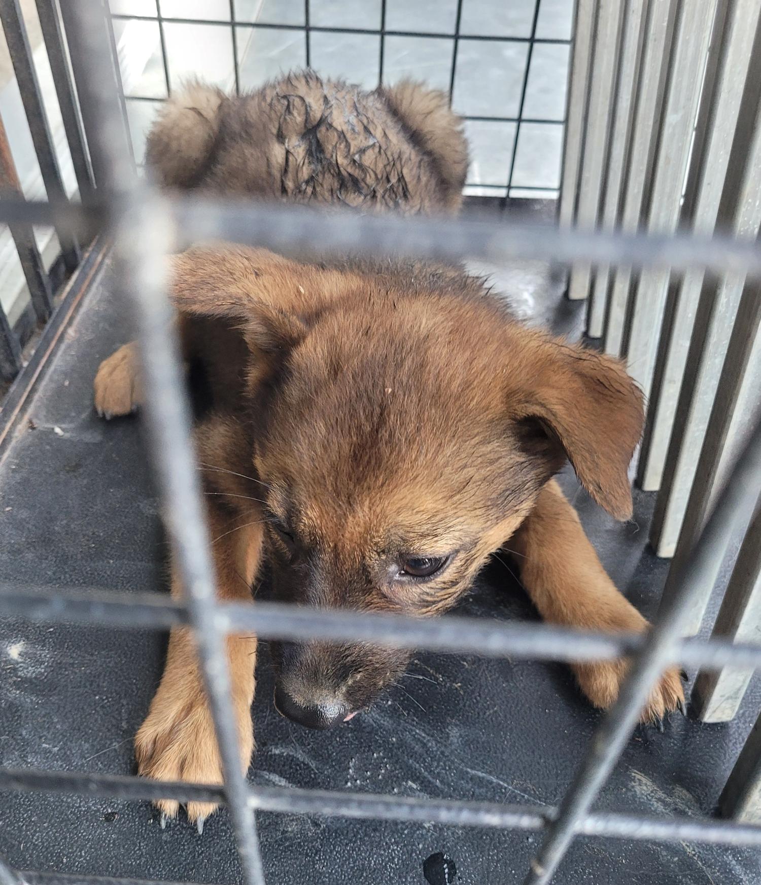 창녕 유기동물보호소_448541202301196