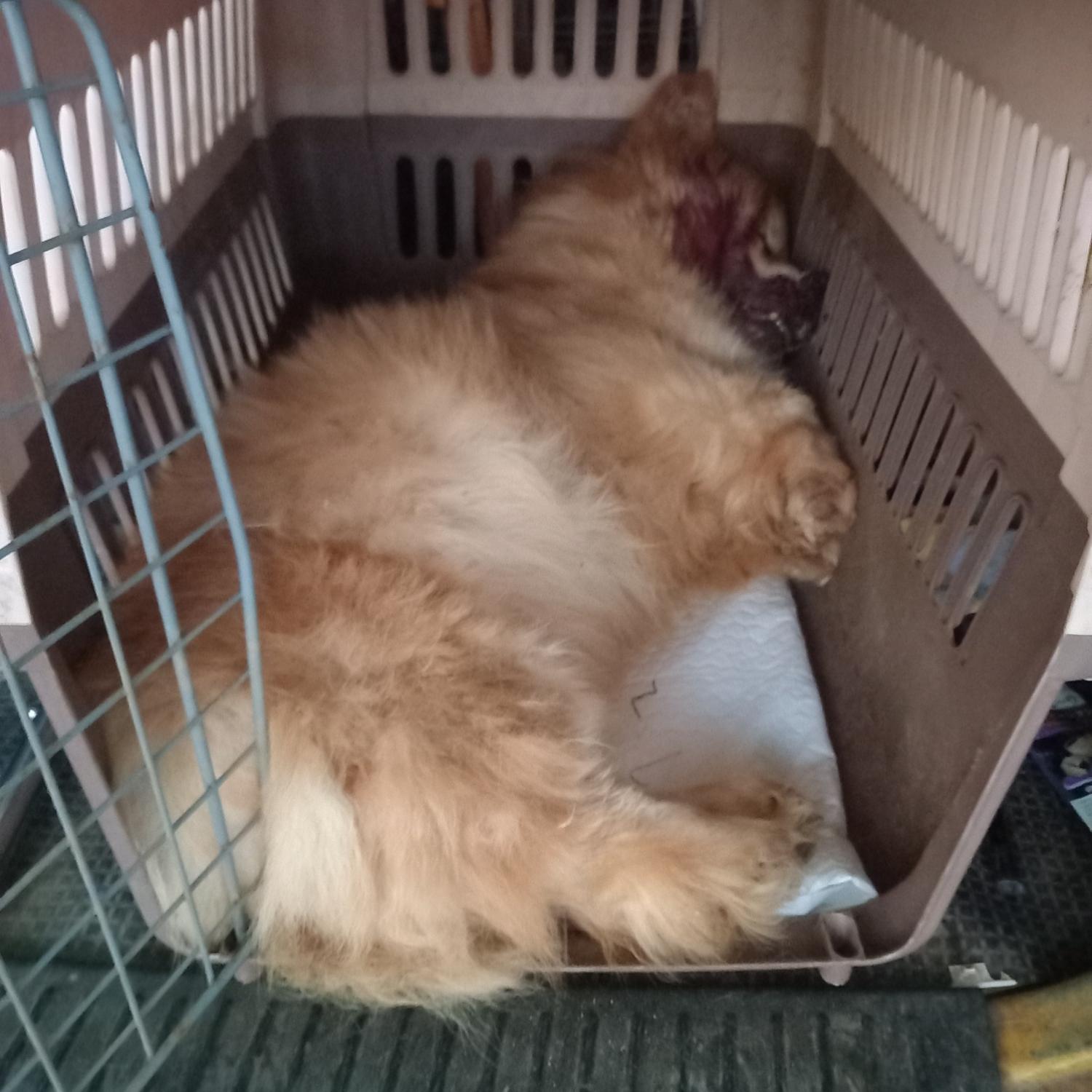 평택시유기동물보호소_441391202301779