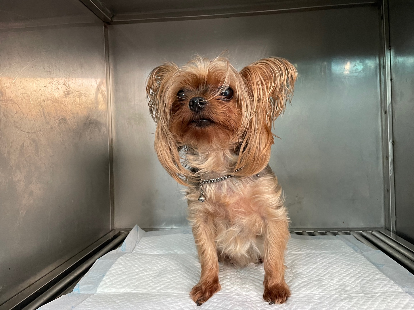 광주 동물보호소_429363202300682