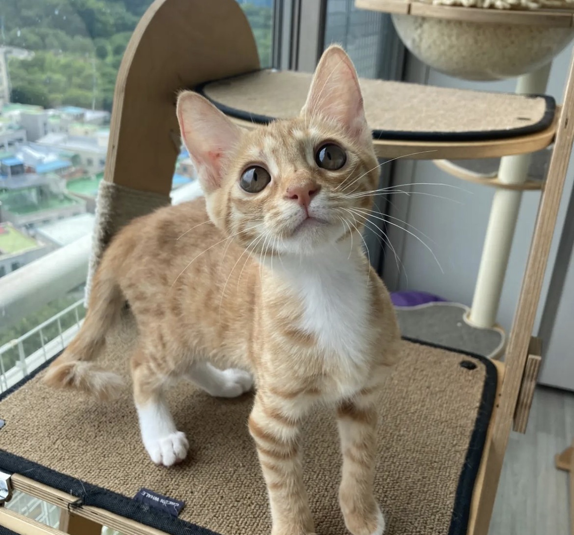 광주 동물보호소_429363202300683