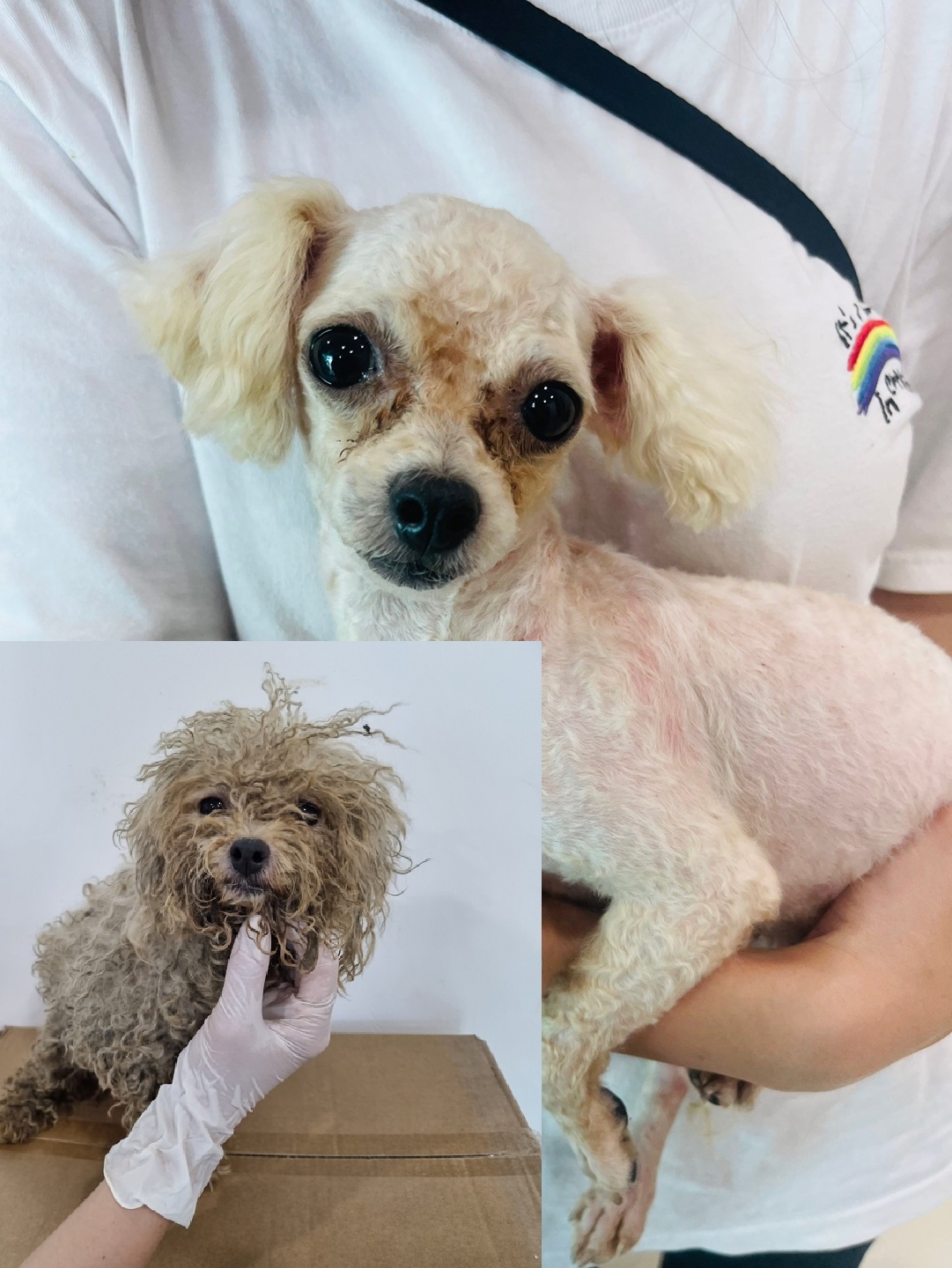 반려동물보호센터_443571202301917