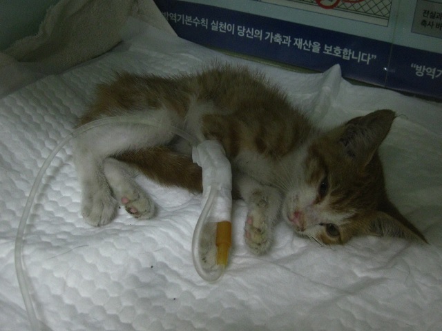 산타클라라동물병원_431369202300551