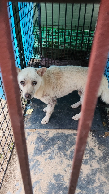 익산유기동물보호소_445468202301538