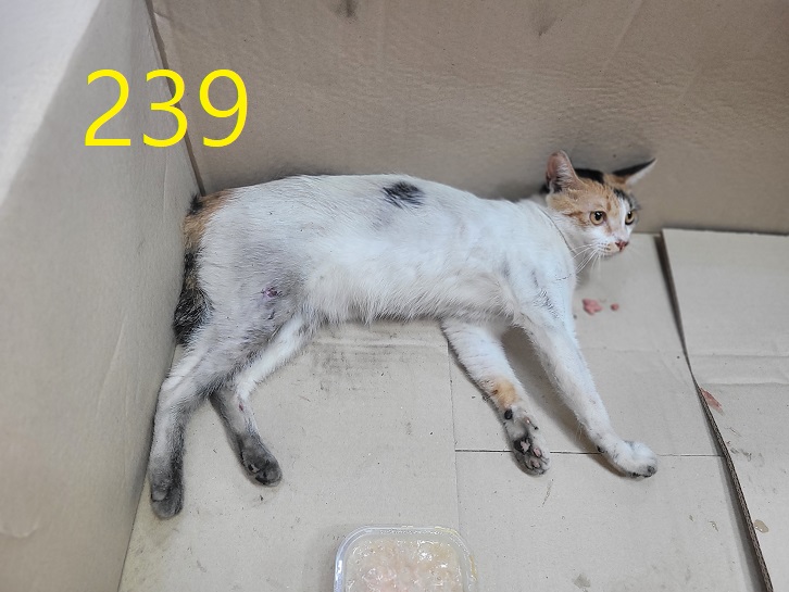 신영재동물병원_428355202300402