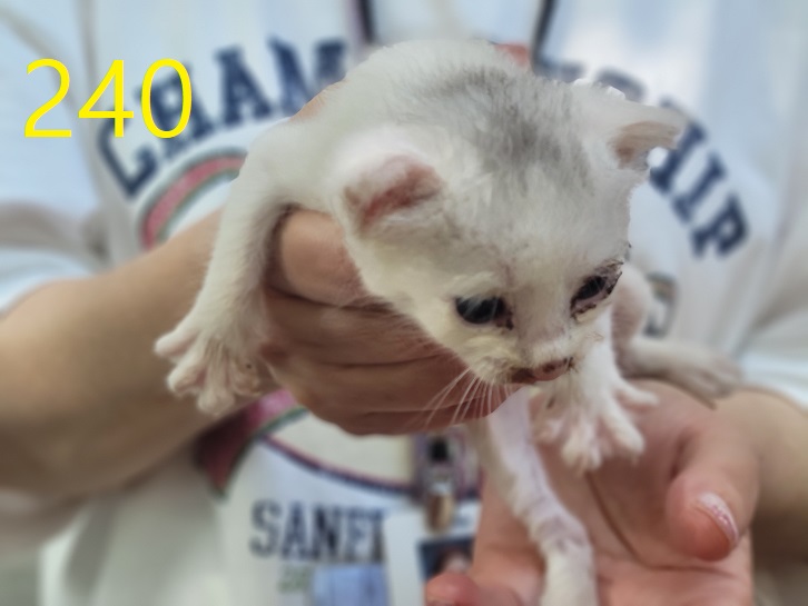 신영재동물병원_428355202300403