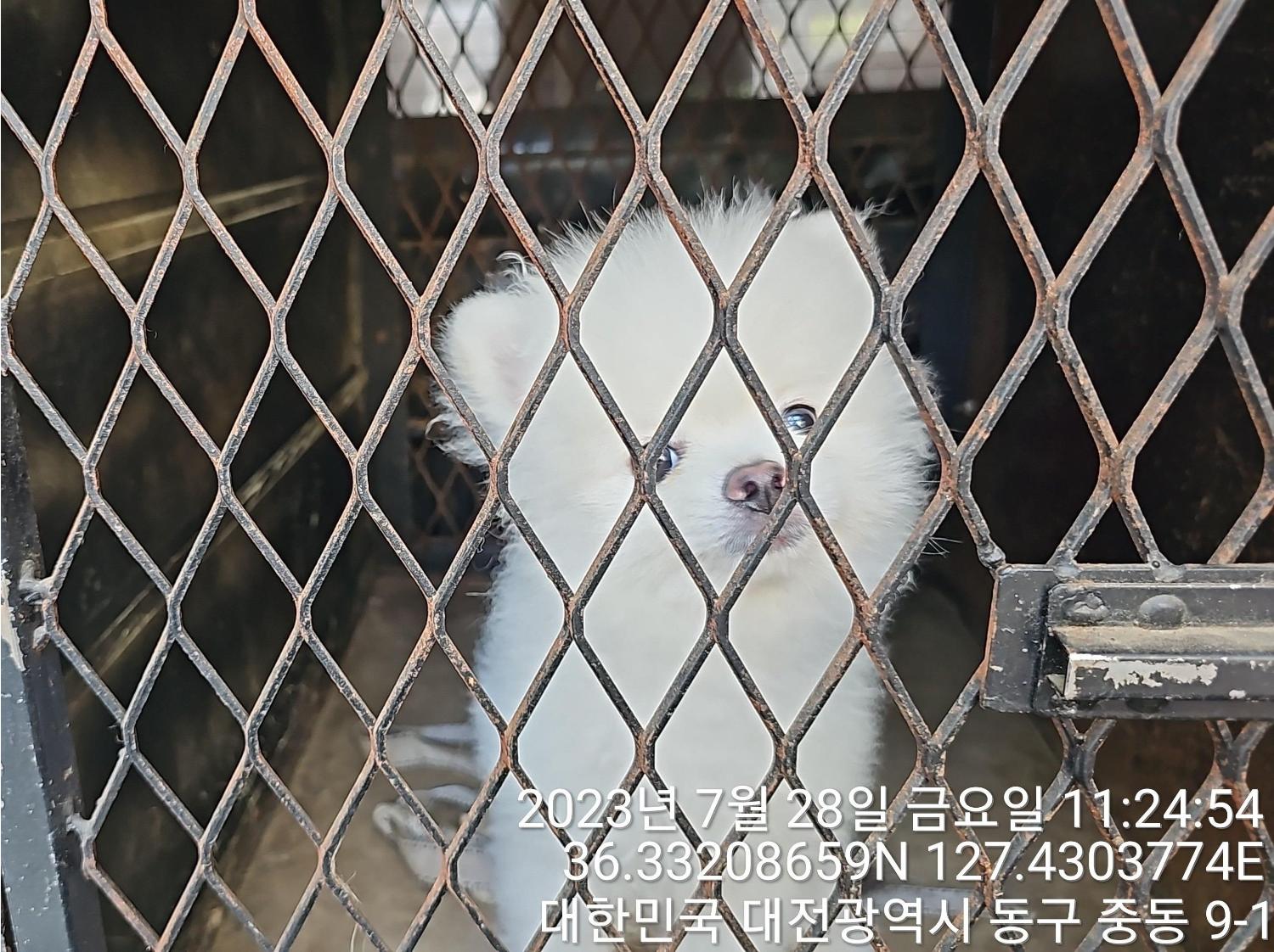 대전동물보호센터_430364202300245