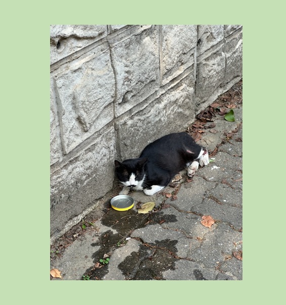 스타캣츠_441393202301389