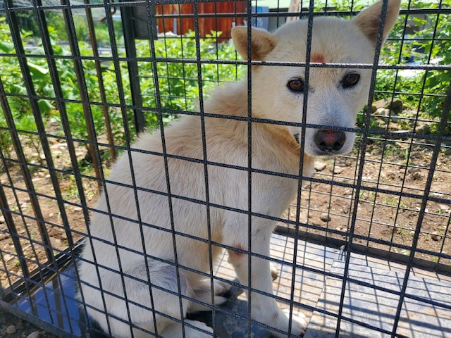 장수군 보호소_445475202300081