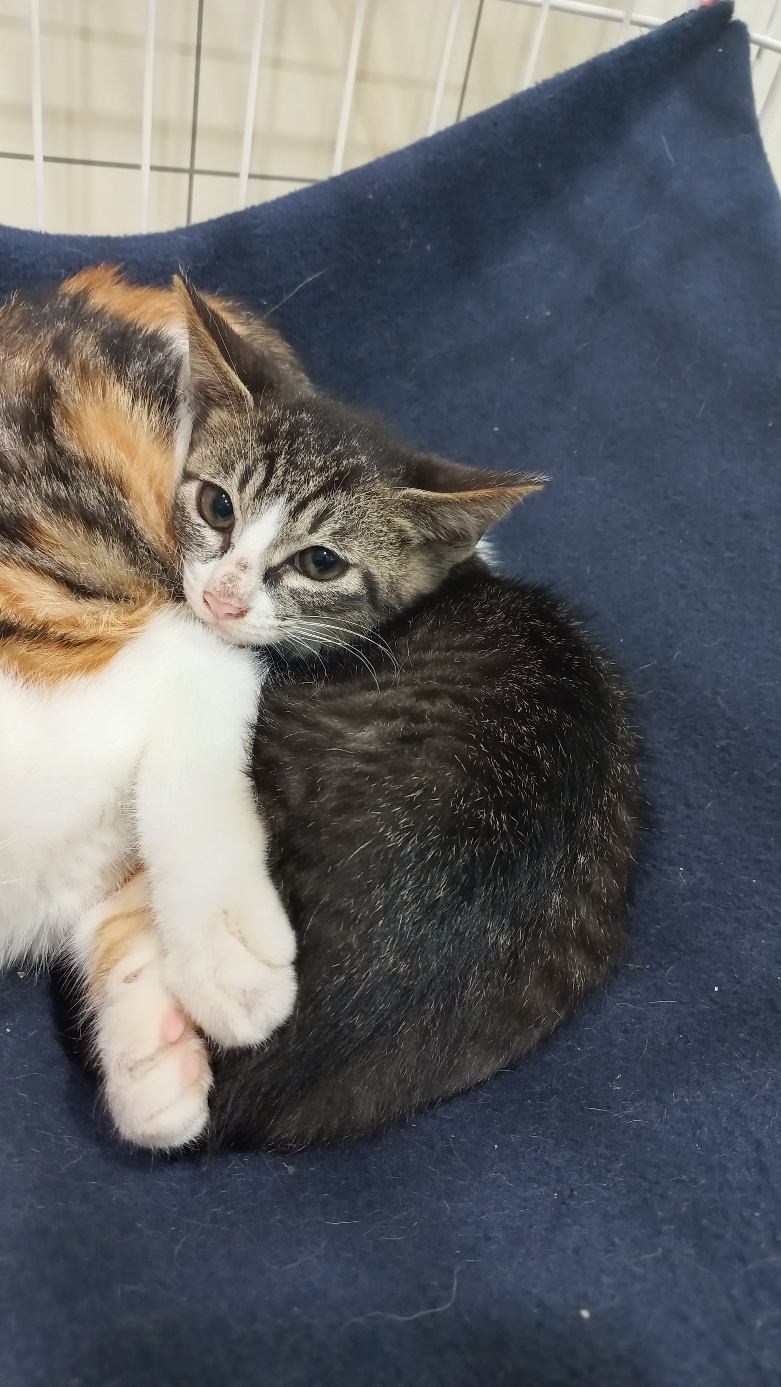 멘토동물병원_427346202300902