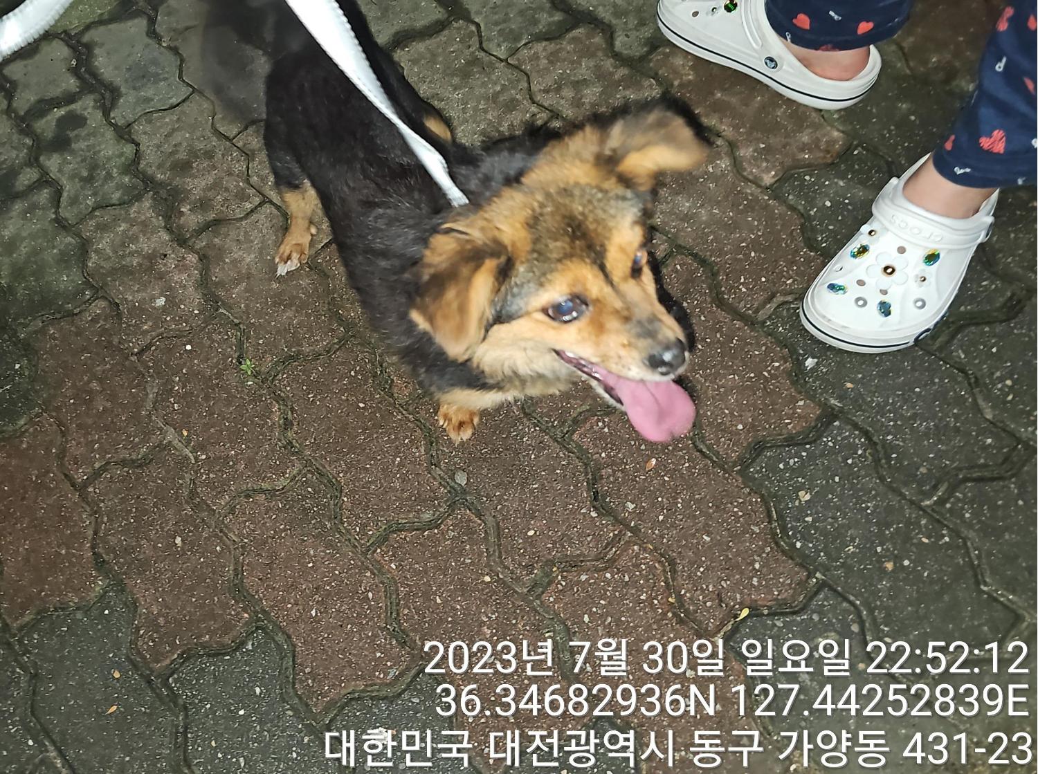 대전동물보호센터_430364202300248