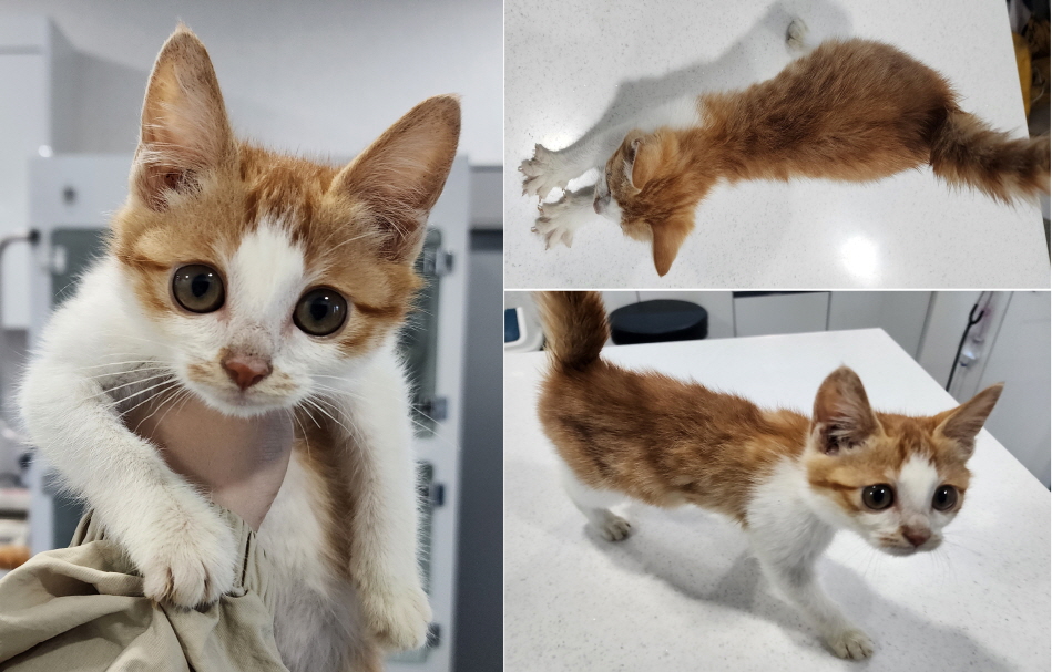 [고양이] 한국 고양이 충남-서산-2023-00307 유기동물 배경 이미지 입니다.