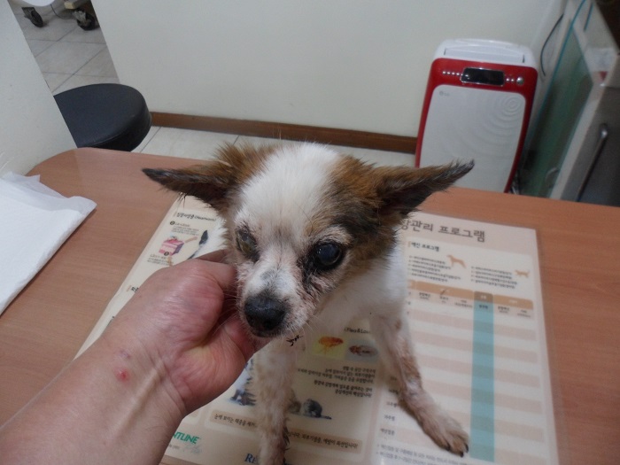 강현림동물병원_411320202300588