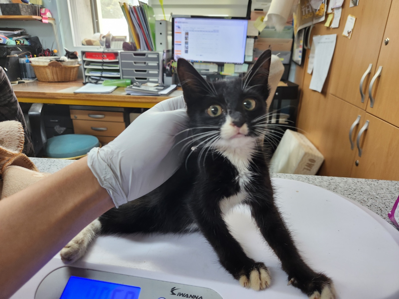 광주 동물보호소_429363202300685