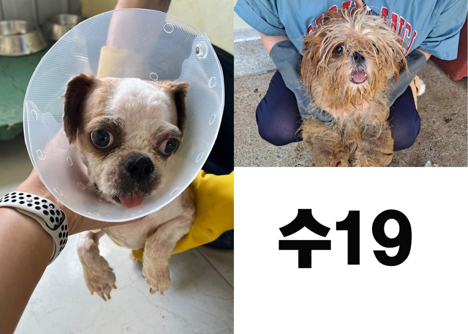 [개] 시츄 경북-포항-2023-00765 유기동물 배경 이미지 입니다.