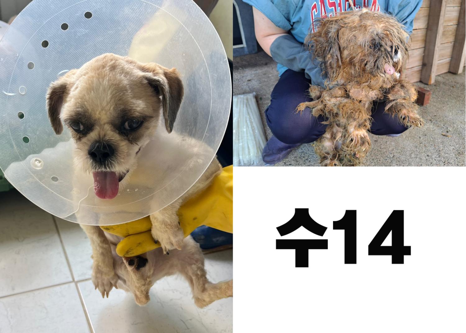 [개] 시츄 경북-포항-2023-00760 유기동물 배경 이미지 입니다.