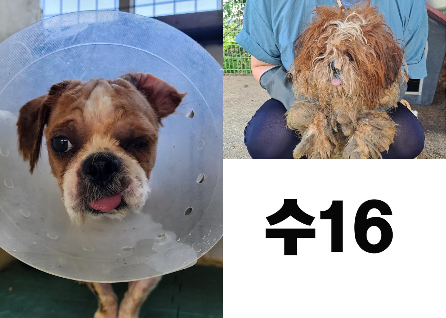 [개] 시츄 경북-포항-2023-00762 유기동물 배경 이미지 입니다.