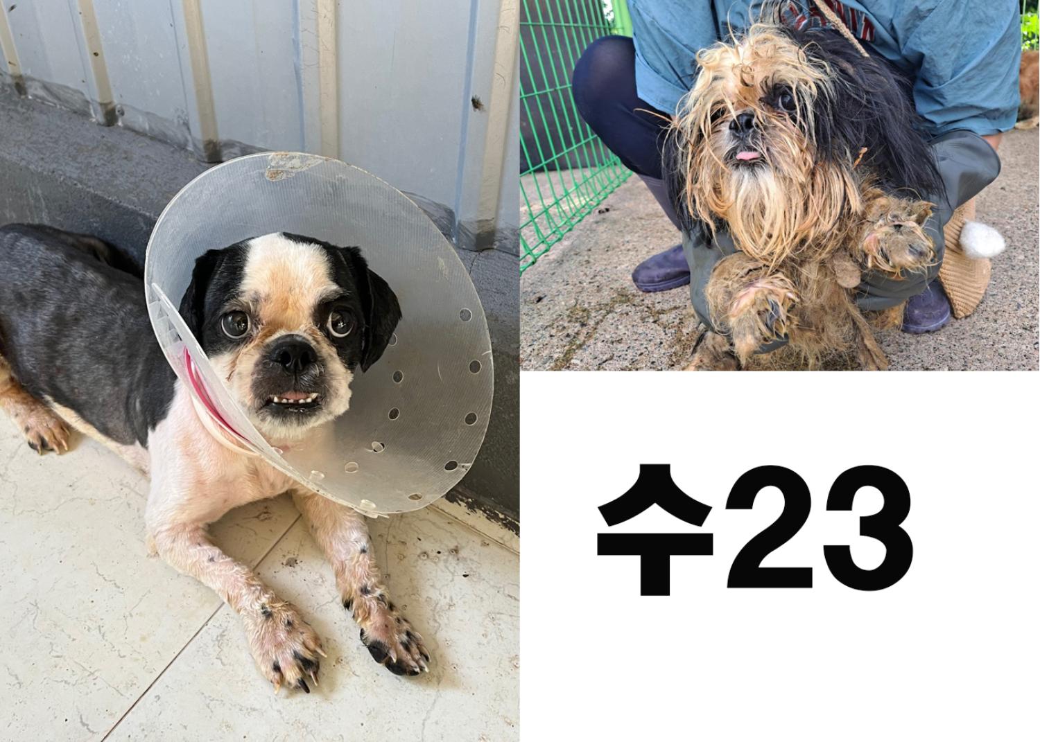 [개] 시츄 경북-포항-2023-00769 유기동물 배경 이미지 입니다.