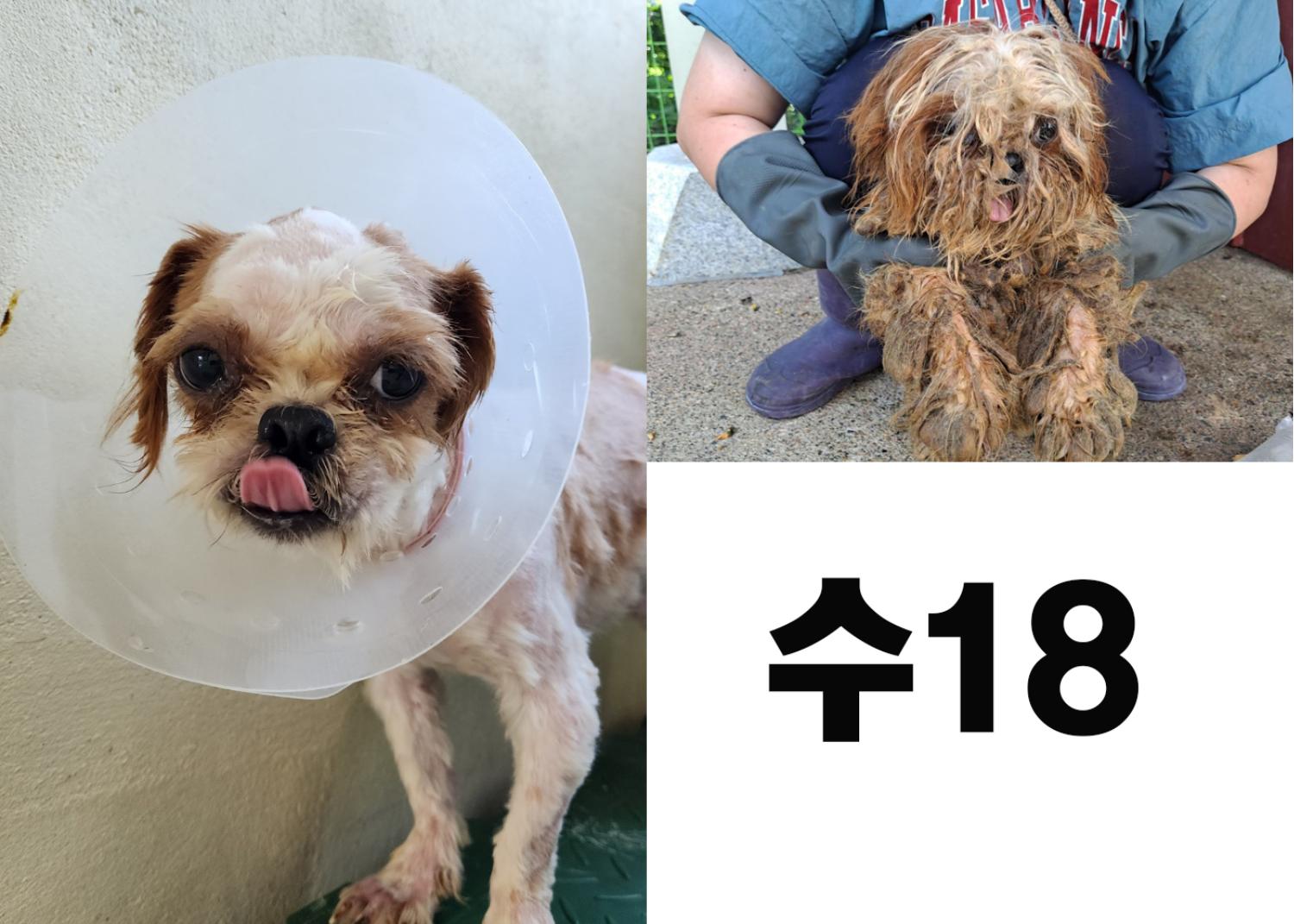 [개] 시츄 경북-포항-2023-00764 유기동물 배경 이미지 입니다.