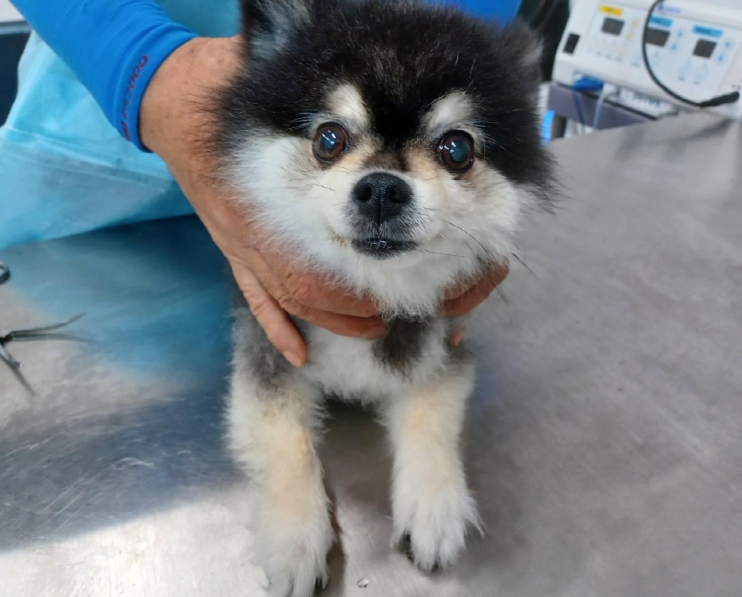 시흥동물누리보호센터_441401202301124