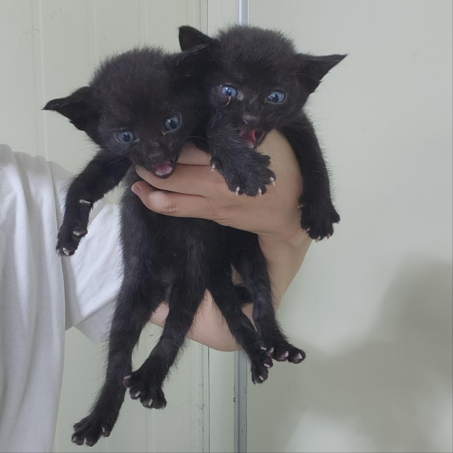 부산동물보호센터_426325202300267