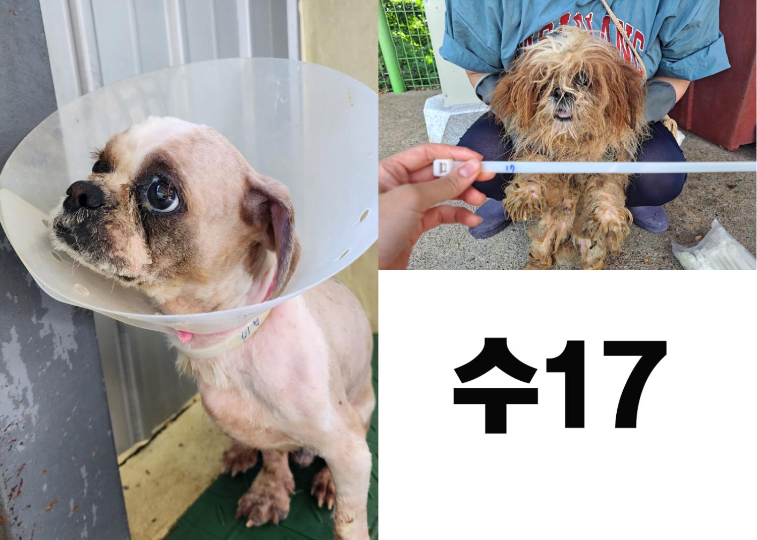 (사)영일동물플러스_447502202300837