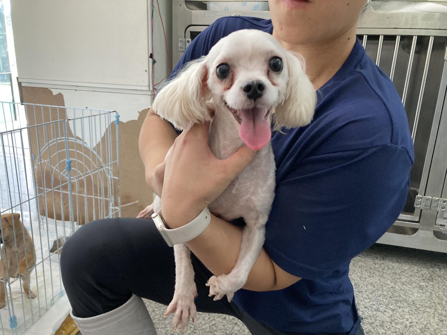 광주 동물보호소_429363202300686