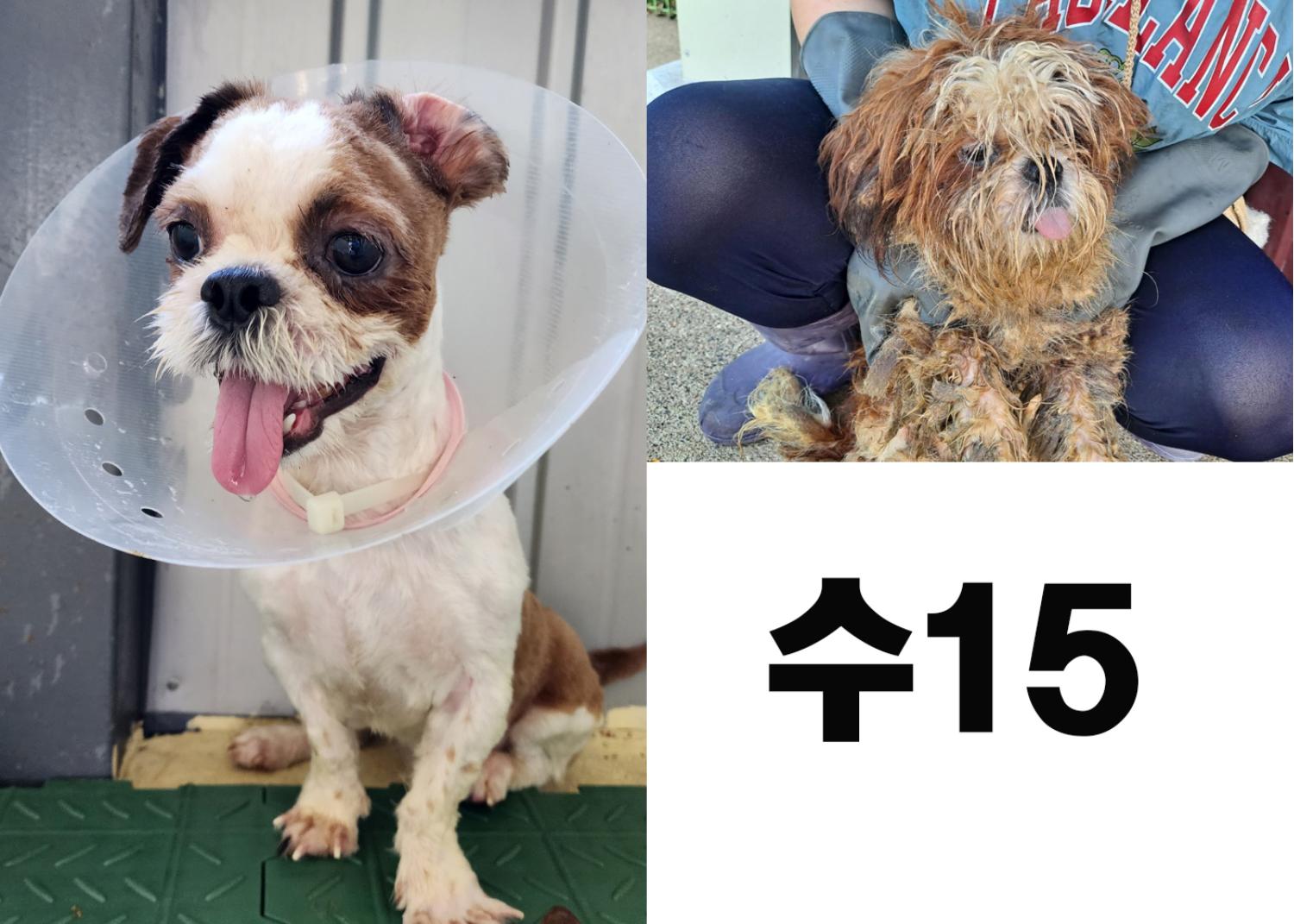 (사)영일동물플러스_447502202300835