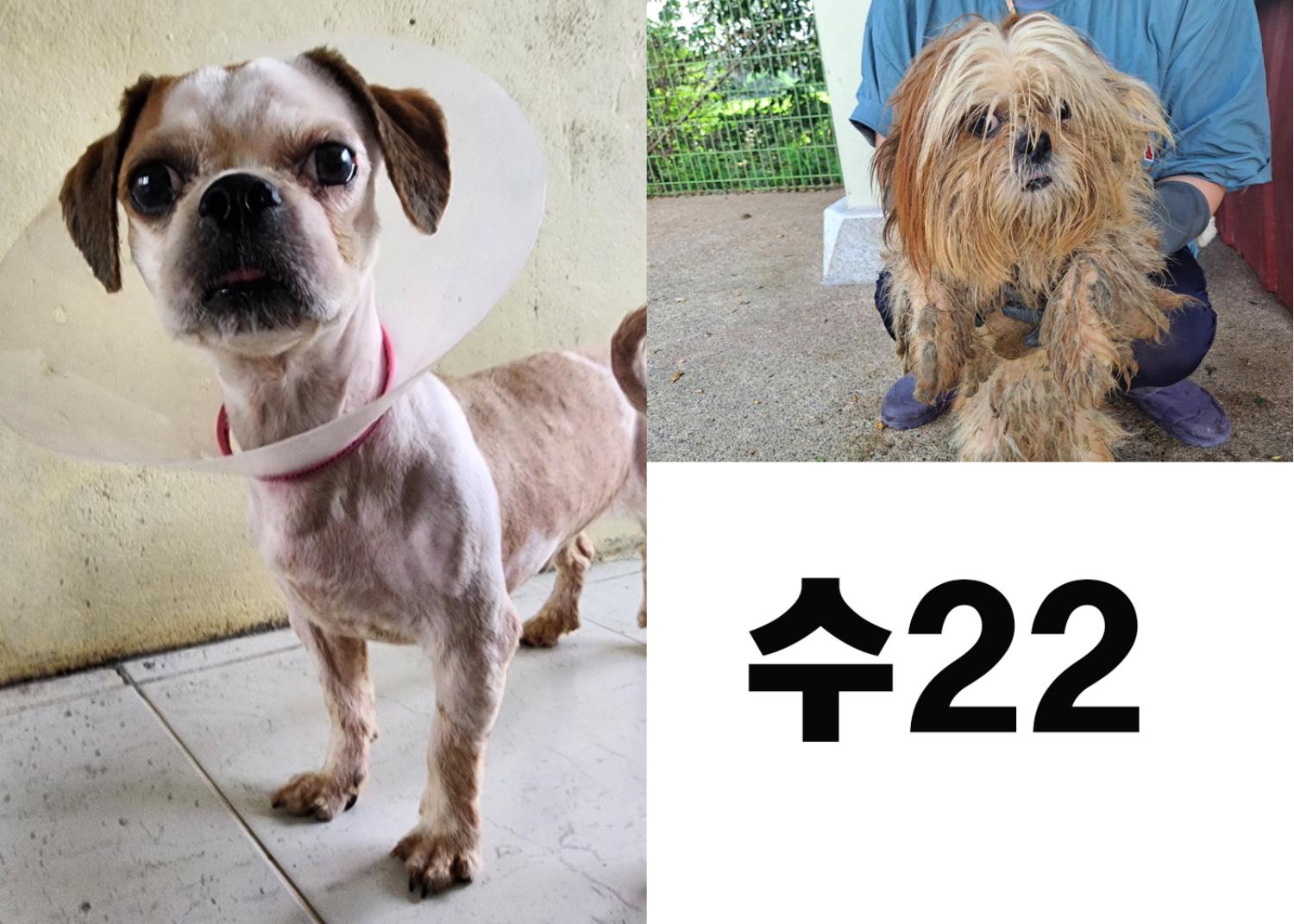 (사)영일동물플러스_447502202300842