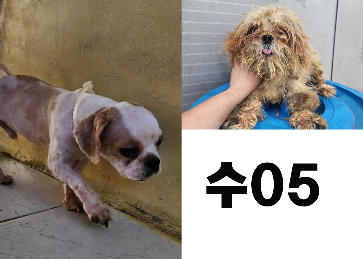 (사)영일동물플러스_447502202300813