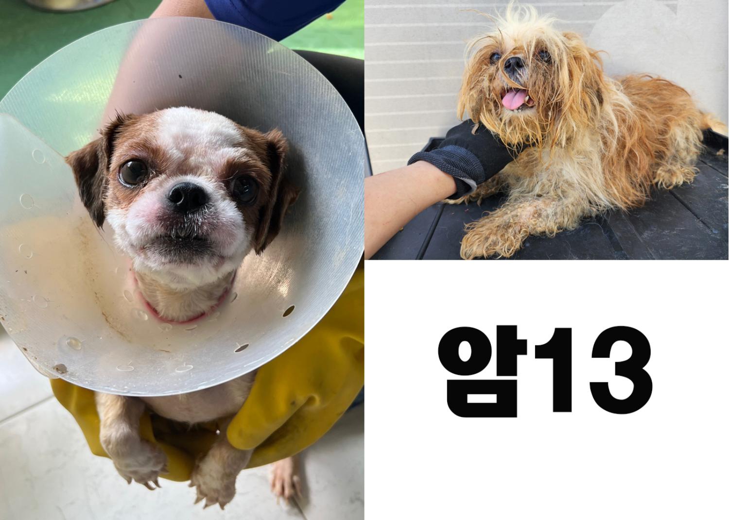 (사)영일동물플러스_447502202300798