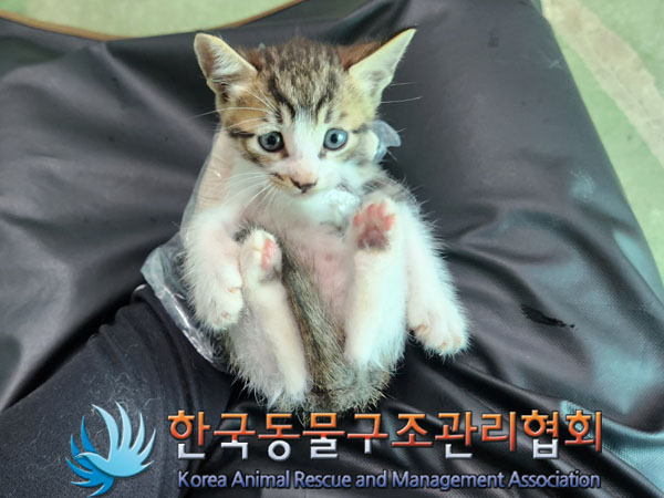 한국동물구조관리협회_441560202300952