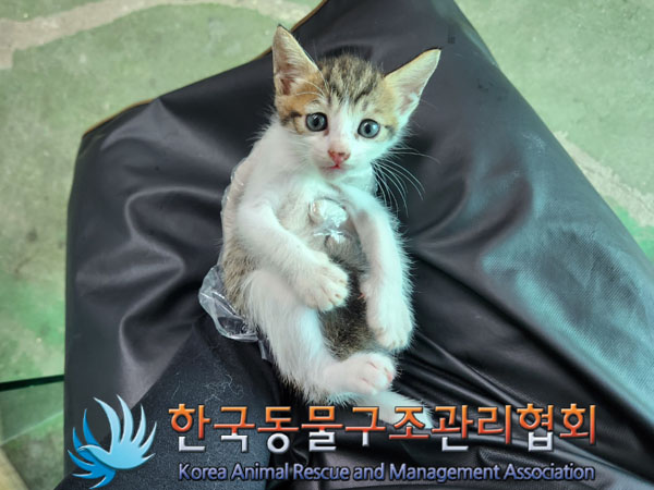 한국동물구조관리협회_441560202300953