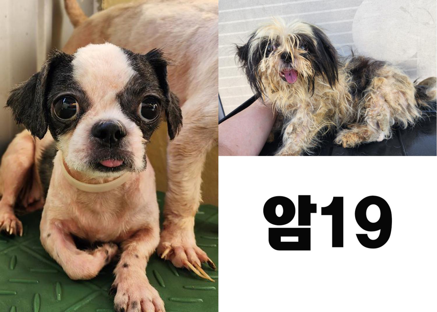 (사)영일동물플러스_447502202300804
