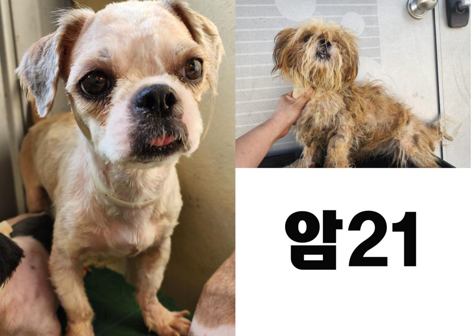 (사)영일동물플러스_447502202300806