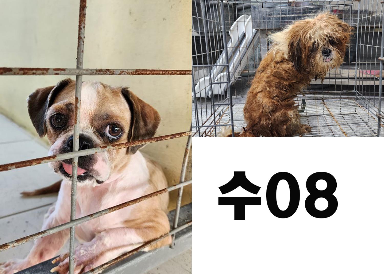 (사)영일동물플러스_447502202300823