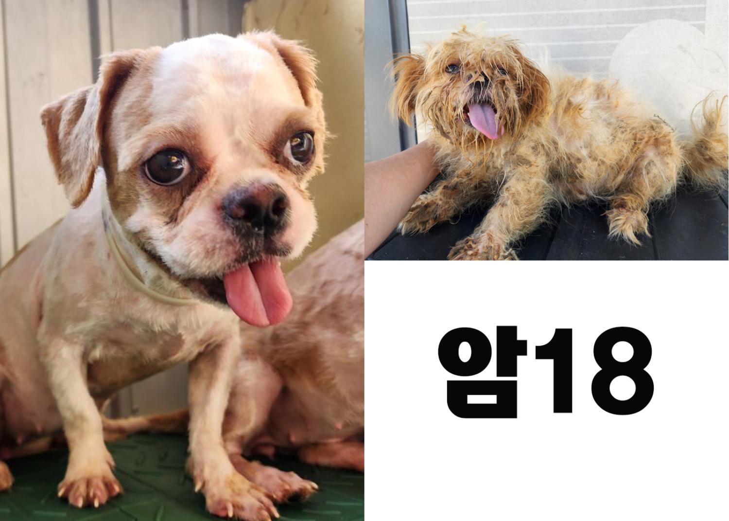 (사)영일동물플러스_447502202300803