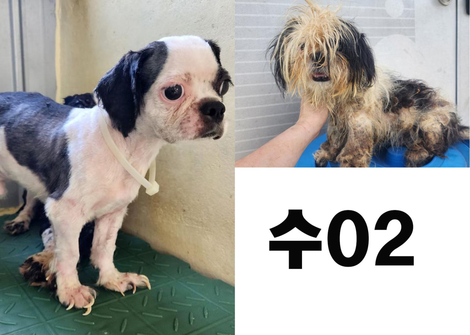 (사)영일동물플러스_447502202300810