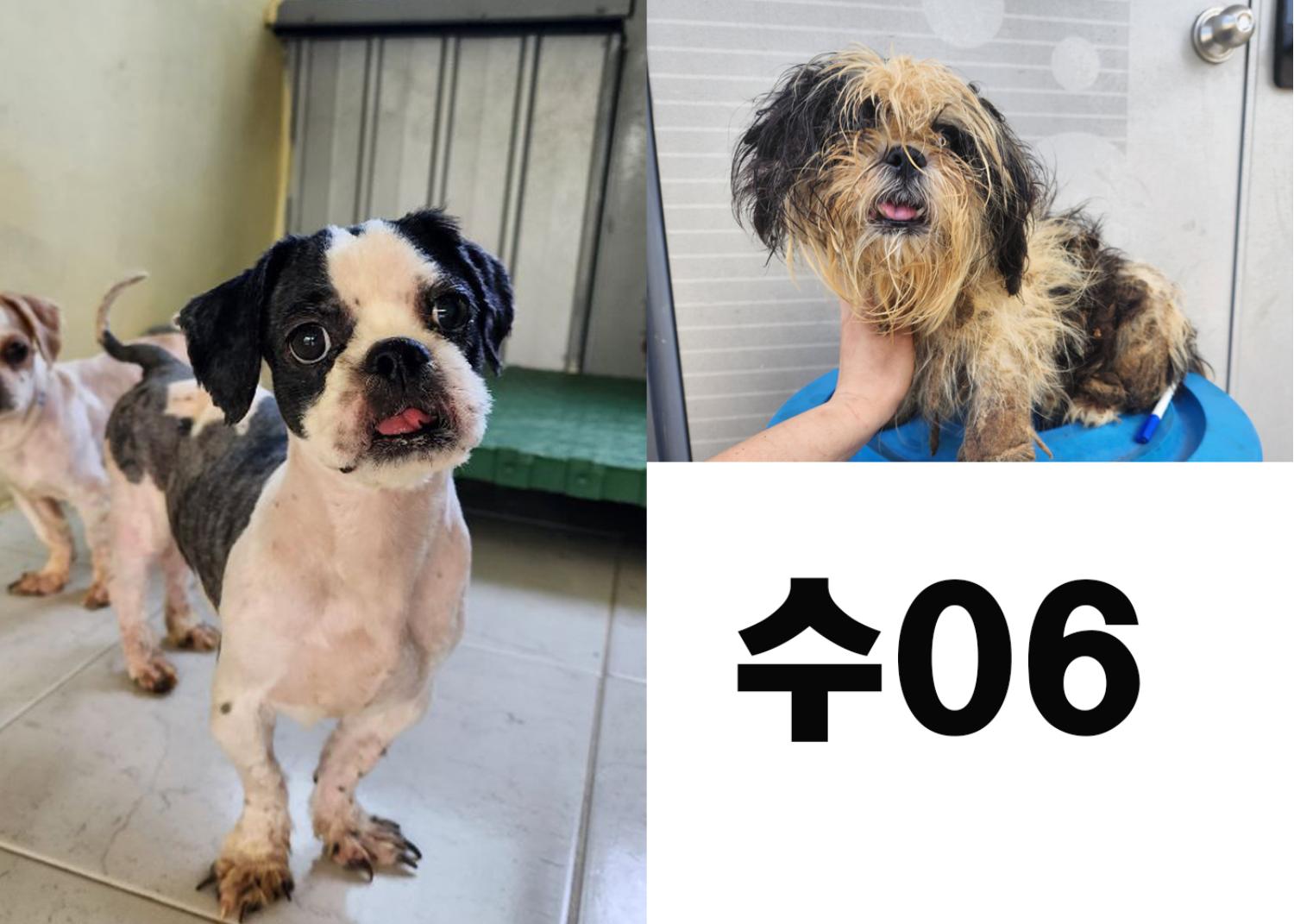 (사)영일동물플러스_447502202300814