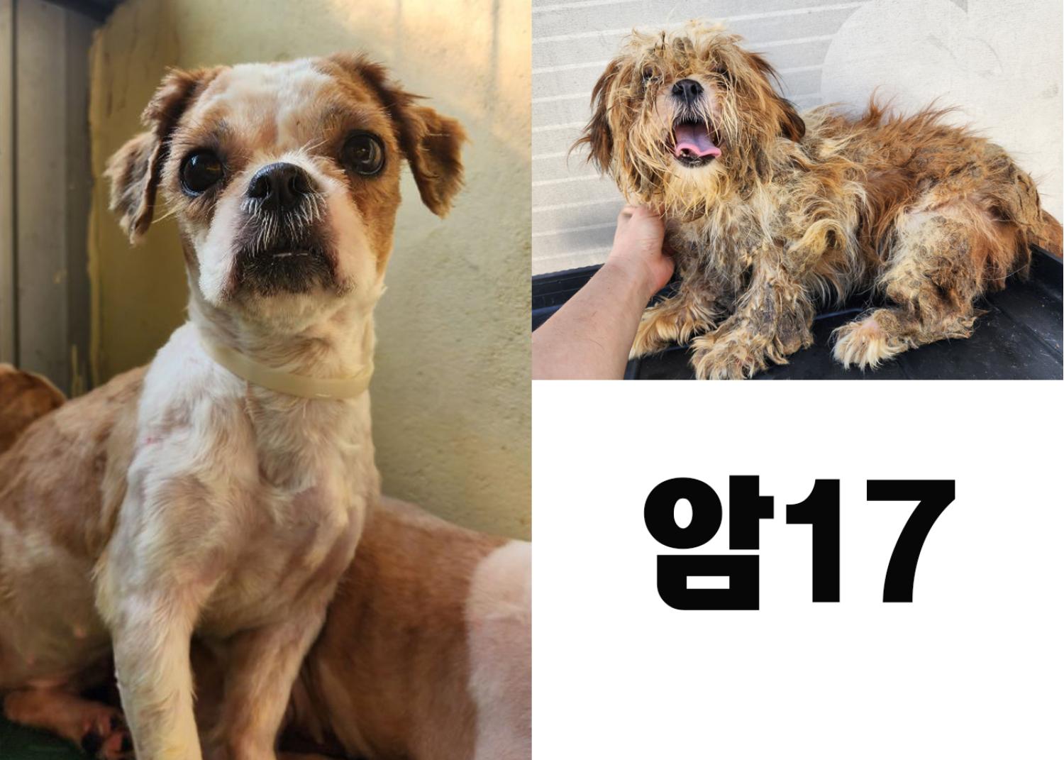 (사)영일동물플러스_447502202300802
