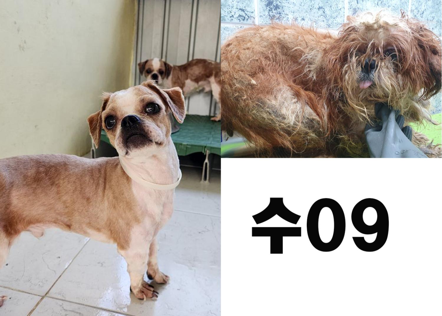 (사)영일동물플러스_447502202300824