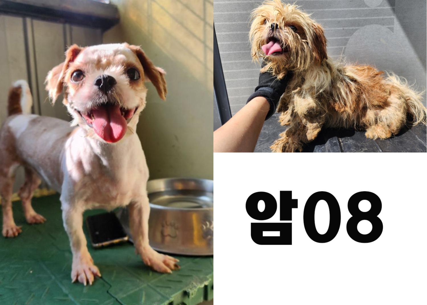 (사)영일동물플러스_447502202300792