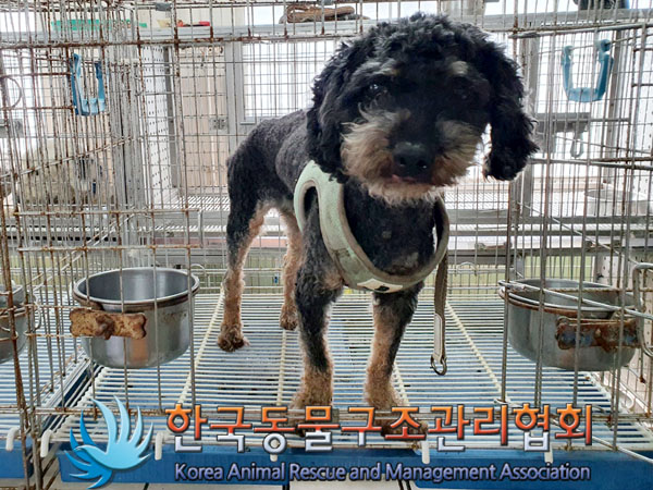 한국동물구조관리협회_441560202300950