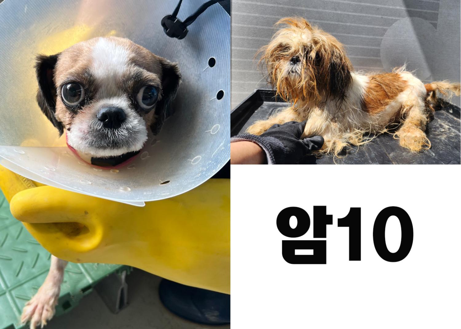 (사)영일동물플러스_447502202300794