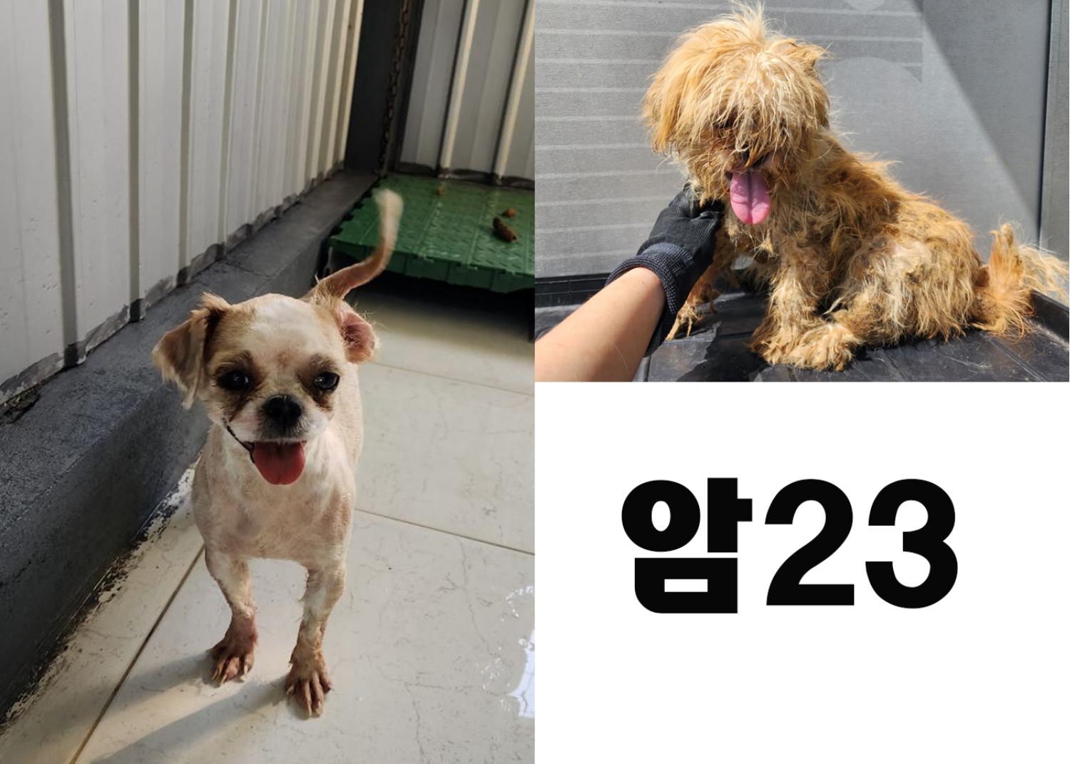 (사)영일동물플러스_447502202300808