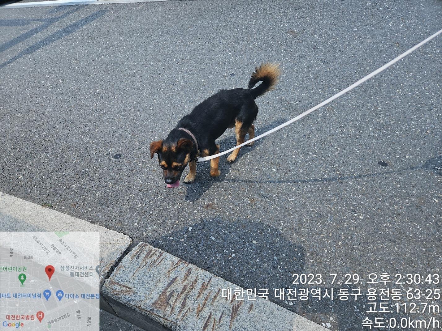 대전동물보호센터_430368202300380