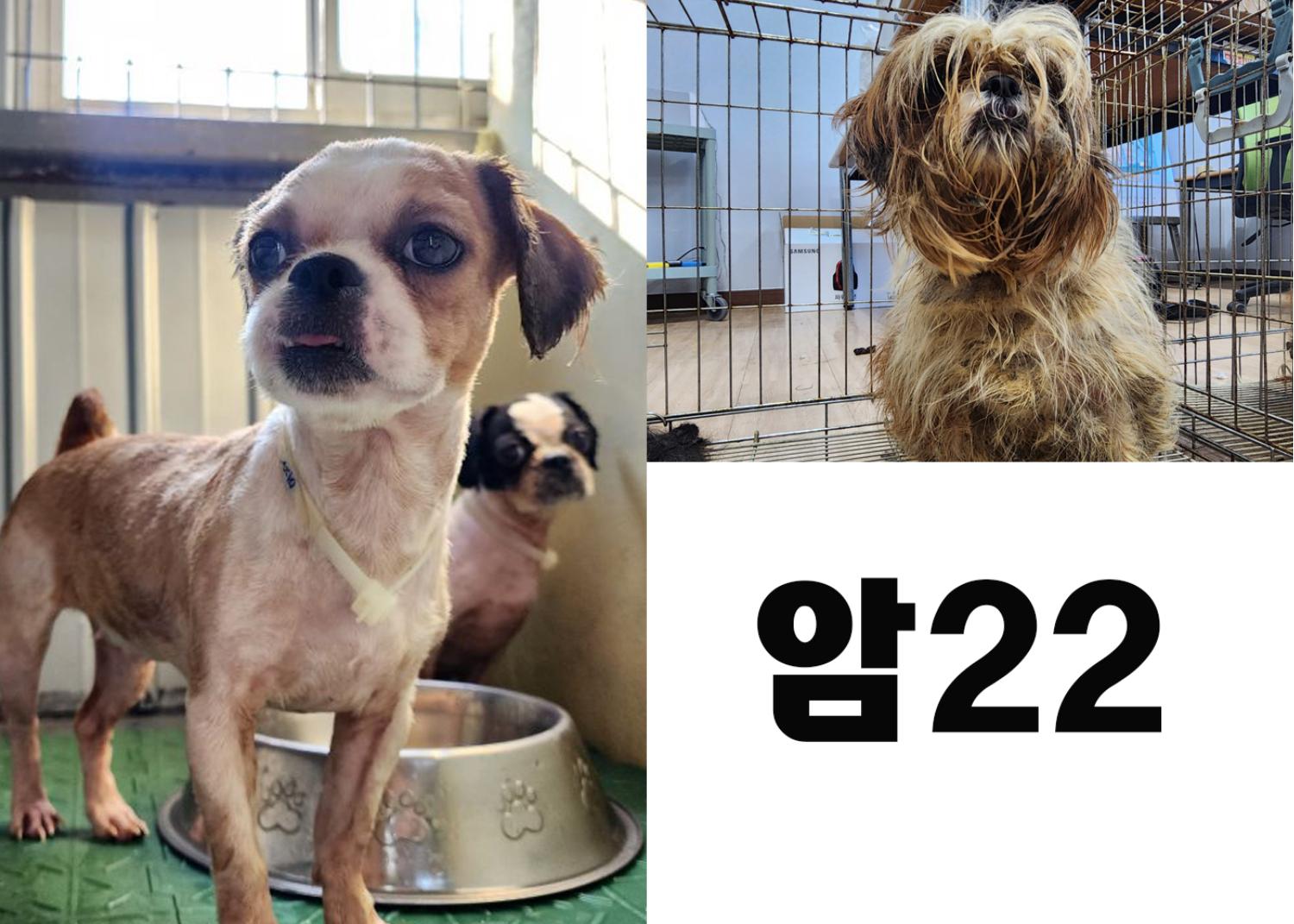 (사)영일동물플러스_447502202300807